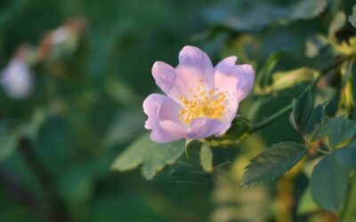 8 Ways To Live In Purity And Inner Truth, And Why It Feels So Good