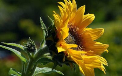 A Discipline of Noticing