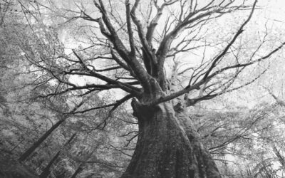 A Week to Consider Mystery